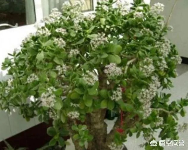 金钱树该怎么养？