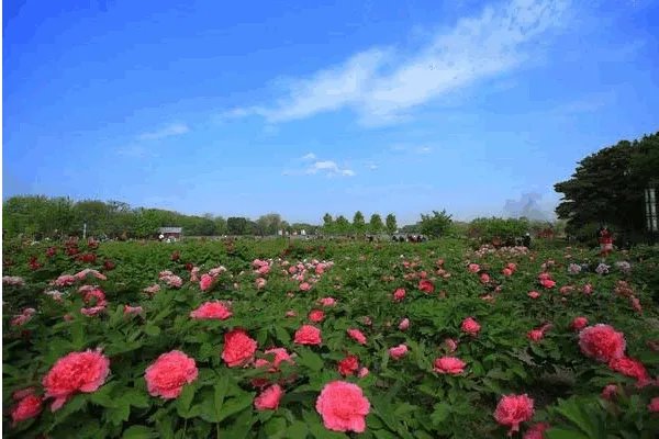 洛阳哪个牡丹园最好？具体说说可以吗？