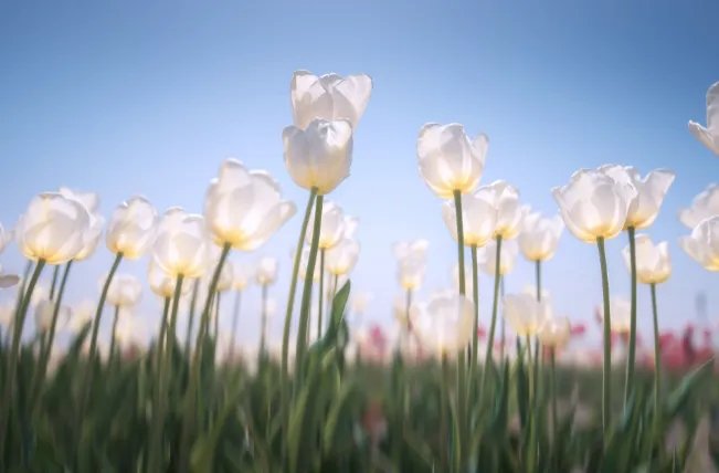 代表友谊的花 什么花象征友谊长久