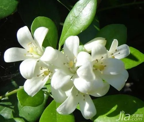 九里香怎么养 九里香的养殖方法