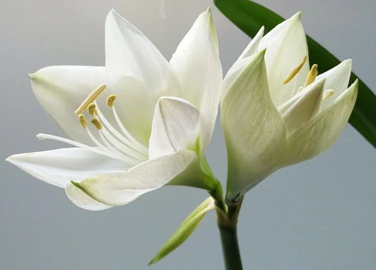 百合的功效与作用