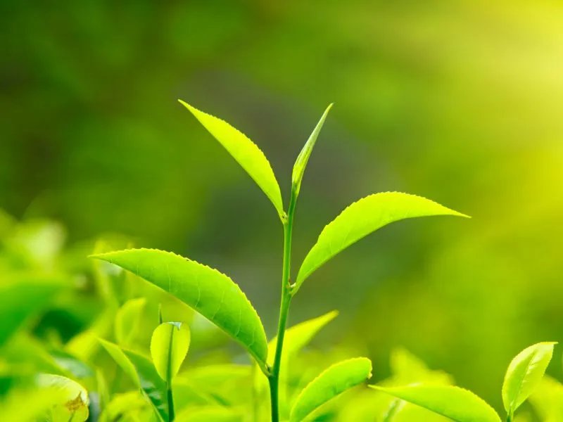 绿茶的作用