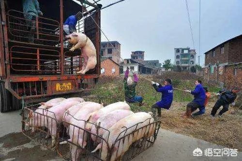 2018年下半年生猪价格走势