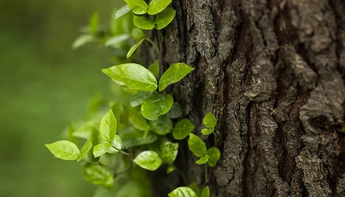 清明节最简短的来历 清明节的来历是什么